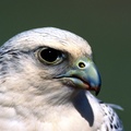 Piercing Stare, Gyrfalcon